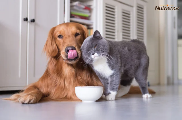 Dịch vụ tư vấn
